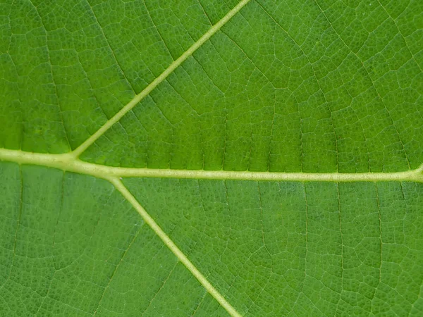 Στενή Υφή Στα Φύλλα Του Δέντρου Τικ Επιστημονική Ονομασία Tectona — Φωτογραφία Αρχείου