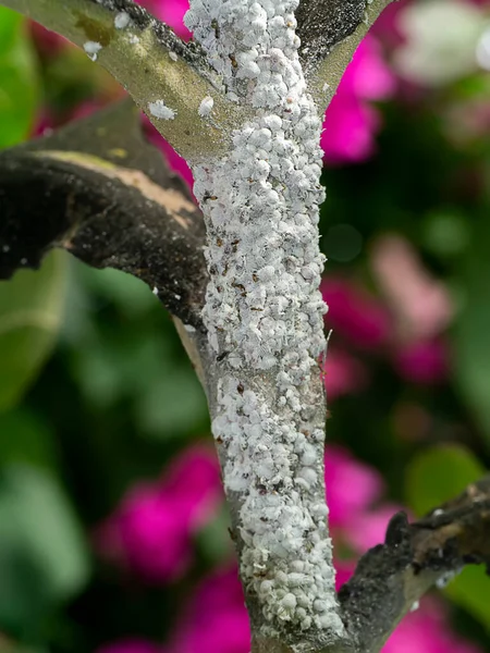 Close Pseudococcidae Branch — Stock Photo, Image