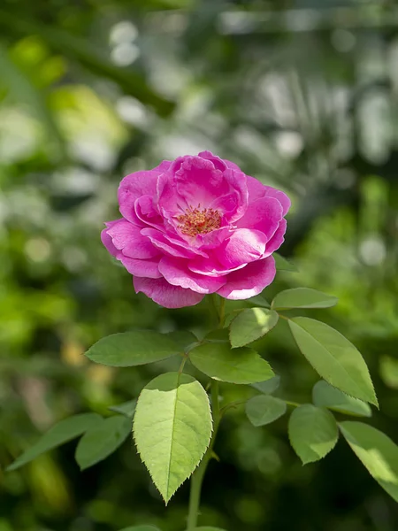 Pembe Damask Gül çiçeğini yakın plan. (Bilimsel adı Rosa Damascena)