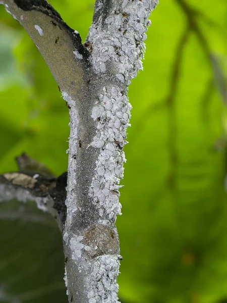 Close Pseudococcidae Branch — Stock Photo, Image