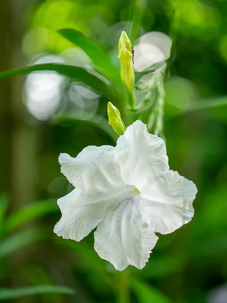 白のWaterkanon Watrakanu Minnieroot Iron Root Feverroot Popping Pod Blaur背景にクラックカー植物の花を閉じます 学名Ruellia — ストック写真