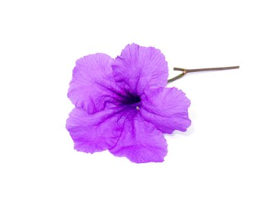 Mor Waterkanon, Watrakanu, Minnieroot, Demir Kök, Feverroot, Patlayan kapsül, Kraker bitkisi çiçeği. (Bilimsel adı Ruellia simplex)