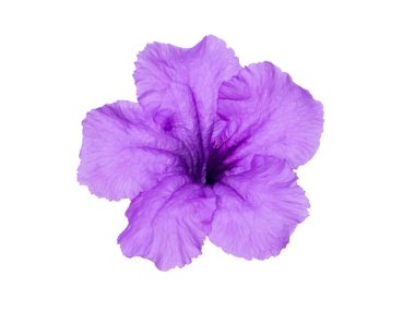 Mor Waterkanon 'u, Watrakanu' yu, Minnieroot 'u, Demir Kök' ü, Feverroot 'u, Patlayan Kapsül' ü, Kraker bitki çiçeğini kapatın. (Bilimsel adı Ruellia simplex)