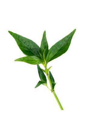 Kariyat yapraklarını ya da beyaz arka planda The Creat bitkisini kapatın. (Bilimsel Adı Andrographis panikleme (Burm. F) Duvar.)