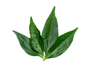 Kariyer grubundan bir grup beyaz arka planda kırpma yolu ile izole bırakır. (Bilimsel Adı Andrographis panikleme (Burm. F) Duvar.)