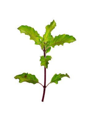 Kutsal fesleğeni kapat, beyaz arka planda Tayland fesleğeni yaprağı. (Bilimsel adı Ocimum tenuiflorum)