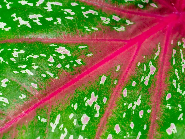 Caladium Bicolor Yaprağının Dokusunu Kapat — Stok fotoğraf