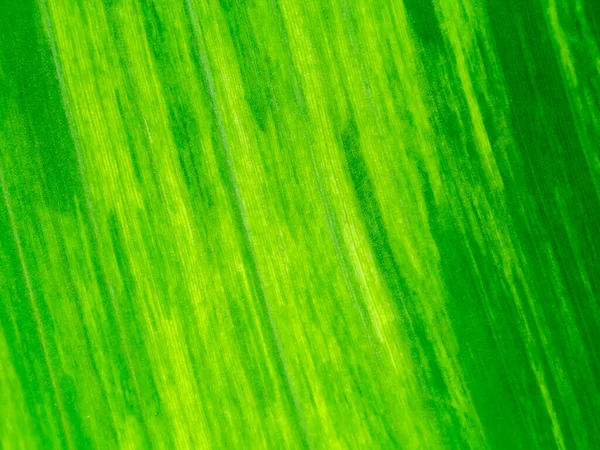 Close Texture Banana Leaves Spotted Plant Background — Stock Photo, Image