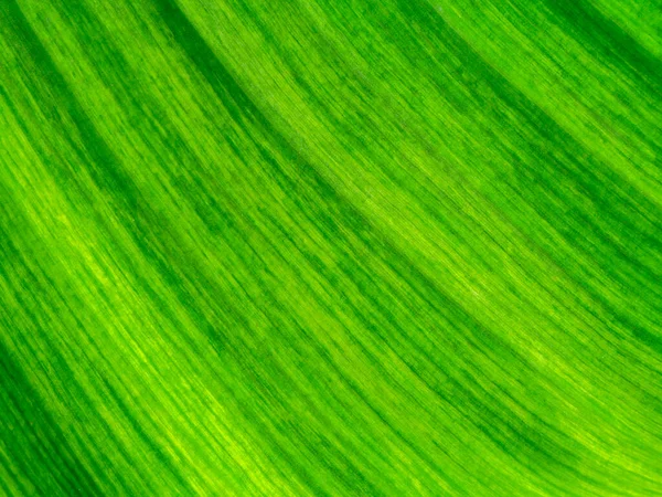 Close Textura Folhas Banana Fundo Planta Manchada — Fotografia de Stock