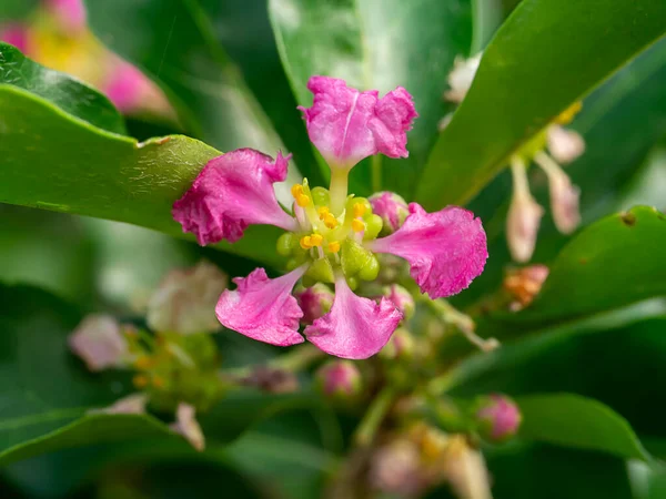 Zamknij Acerola Wiśnia Barbados Wiśnia Lub Zachodnioindyjski Kwiat Wiśni Liści — Zdjęcie stockowe