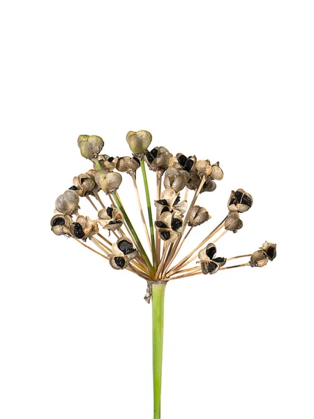 Close Chinese Bieslook Zaden Witte Achtergrond Wetenschappelijke Naam Allium Tuberosum — Stockfoto