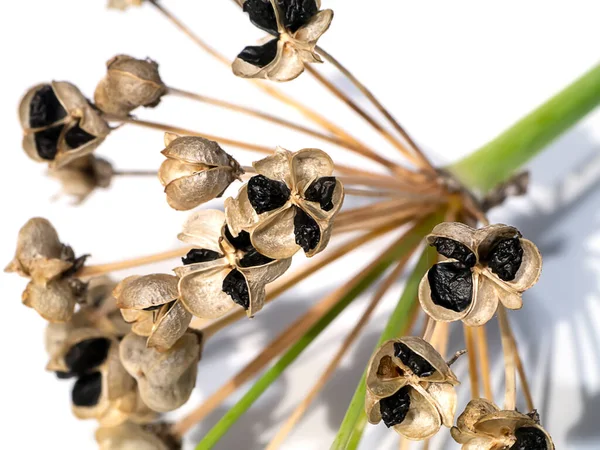 Fermer Les Graines Ciboulette Chinoise Sur Fond Blanc Nom Scientifique — Photo