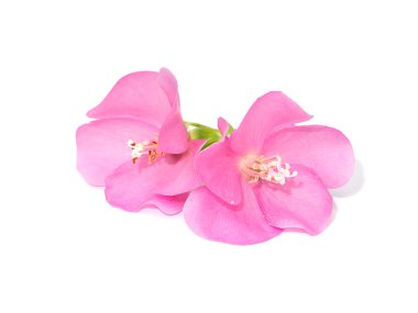 Dombeya ağacının pembe çiçeği beyaz arka planda yumuşak gölgeli.