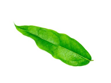 Beyaz arka plandaki bambu çimlerinin yapraklarını kapat. Bilimsel adı Tiliacora Triandra (Colebr) Diels.)