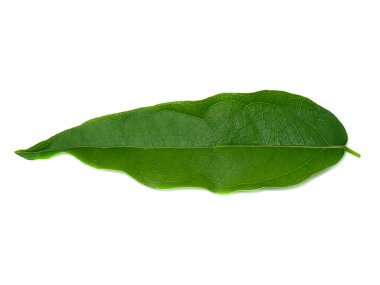 Beyaz arka plandaki bambu çimlerinin yapraklarını kapat. Bilimsel adı Tiliacora Triandra (Colebr) Diels.)