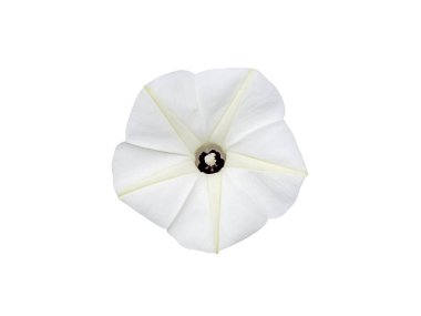 Kapalı kapalı sabah zafer çiçeği beyaz arka planda kırpma yolu ile. (Bilimsel adı Ipomoea obscura (L) Ker Gawl.)