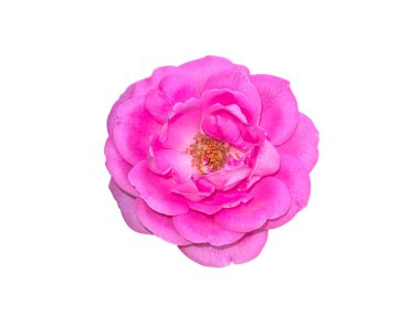 Pembe Damask Gülü çiçeğini kapat. Kırpma yolu ile beyaz arkaplanda izole et. (Bilimsel adı Rosa Damascena)