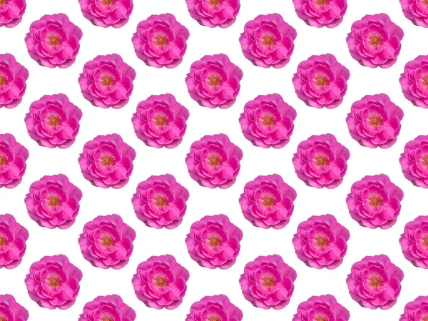 Immagine Modello Rosa Damasco Rosa Fiore Sfondo Bianco — Foto Stock