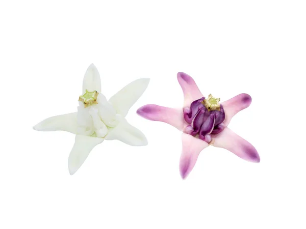 Cerrar Flor Corona Blanca Púrpura Algodoncillo Indio Gigante Sobre Fondo —  Fotos de Stock