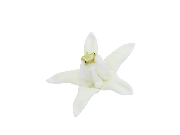 Feche Flor Coroa Branca Milkweed Indiano Gigante Fundo Branco Com — Fotografia de Stock