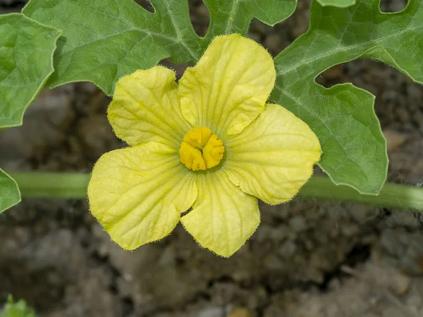 Feche Flor Melancia Chão Fazenda Nome Científico Citrullus Lanatus — Fotografia de Stock