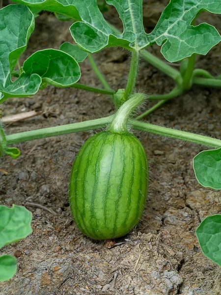 Close Young Watermelon Ground Farm Scientific Name Citrullus Lanatus — Stock Photo, Image