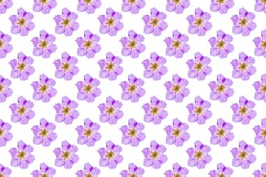 Beyaz arkaplanda Kraliçe 'nin çiçeğinin desen resmi.