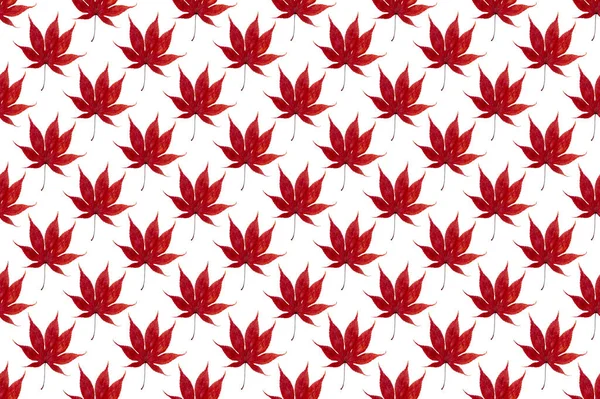 Pattern Image Maple Leaf White Background — Stock Photo, Image