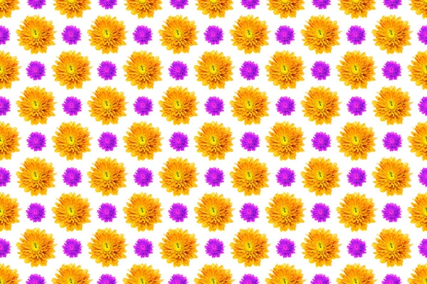 Изображение Образца Цветка Хризантемы Белом Фоне — стоковое фото