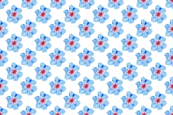 Musterbild Der Königin Blume Auf Weißem Hintergrund — Stockfoto