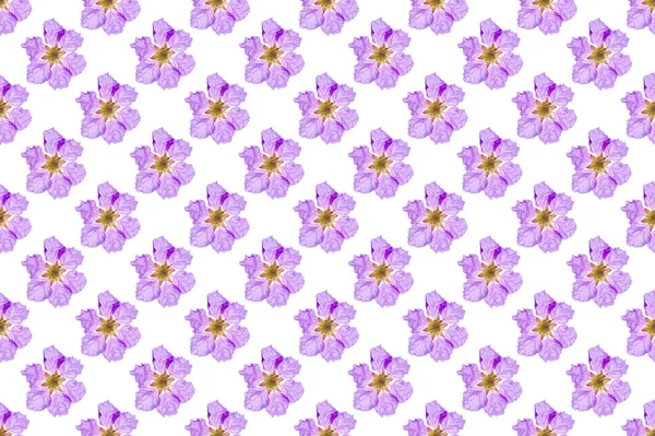 Pattern Image Queen Flower White Background — Stock Photo, Image