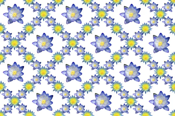 Образец Изображения Цветка Водяной Лилии Белом Фоне — стоковое фото