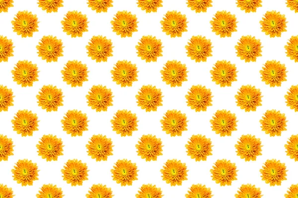 Pattern Kép Krizantém Virág Fehér Alapon — Stock Fotó