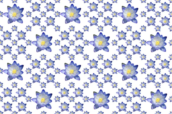 Образец Изображения Цветка Водяной Лилии Белом Фоне — стоковое фото