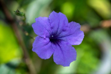 Waterkanon 'u, Watrakanu' yu, Minnieroot 'u, Iron root' u, Feverroot 'u, Popping pod' u, Cracker bitki çiçeğini kapatın. (Bilimsel adı Ruellia simplex)