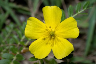 Bulanık arka plandaki Şeytan Dikeni 'nin sarı çiçeğini kapat.