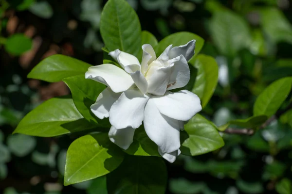 Close up White Gardenia flower or Cape Jasmine with blur background. (Scientific name Gardenia jasminoides)