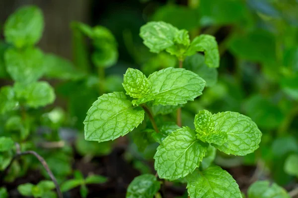 Close Kitchen Mint Marsh Mint Leaf Vědecký Název Metha Cordifolia — Stock fotografie