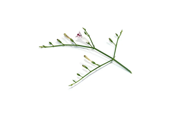 Close Kariyat Flower White Background Scientific Name Andrographis Paniculata Burm — Stock Photo, Image