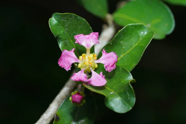 Acerola Kirazını Barbados Kirazını Batı Hindistan Kiraz Çiçeğini Yaprağıyla Kapatın — Stok fotoğraf