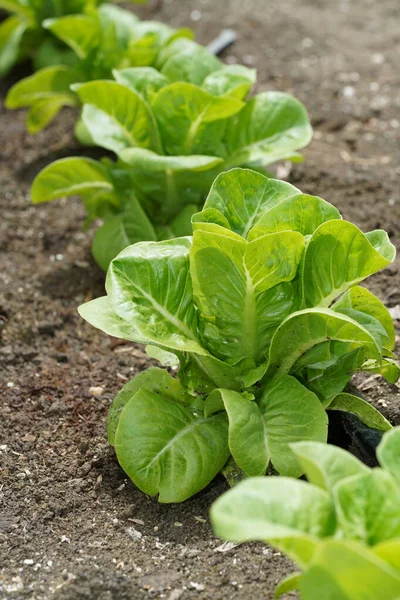 Green Cos Saltuce Wächst Auf Dem Boden Das Gemüse Für — Stockfoto
