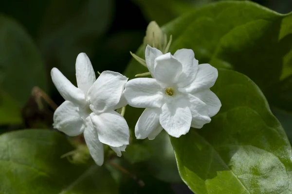 Yaprak Kaplamalı Yasemin Çiçeğini Kapat Bilimsel Adı Jasminum Sambac Mysore — Stok fotoğraf