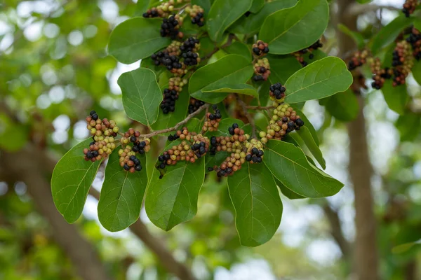 Frenk Üzümü Ağacı Yapraklı Yabani Böğürtlen Bilimsel Adı Antidesma Ghaesembilla — Stok fotoğraf