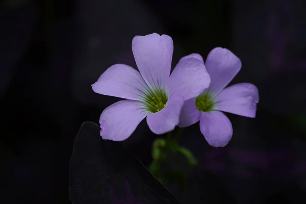 Close Flor Trevo Roxo Fundo Escuro Denominação Científica Oxalis Purpurea — Fotografia de Stock