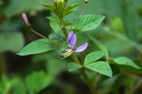 Close Polanisia Vicosa Wild Caia Cleomevis Flower Blur Background Leaves — Stock Photo, Image