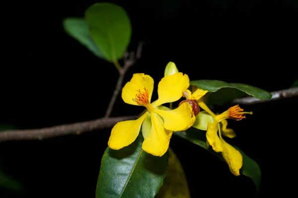 暗い背景を持つ枝の上にミッキーの花を閉じます 学名Ochna Kirkii Oliv — ストック写真