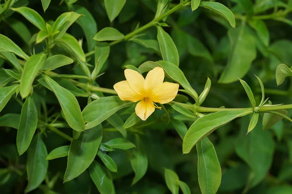 Zblízka Žlutá Dikobrazí Květina Listem Vědecký Název Barleria Prionitis — Stock fotografie