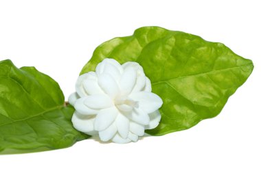 Yasemin çiçeğini beyaz arka planda yaprak ile kapatın. (Bilimsel adı Jasminum sambac (L.) Aiton)