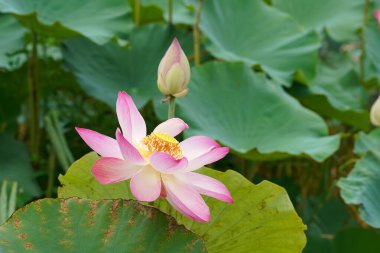 Nilüfer çiçeğini arka planda yapraklarla kapat. (Bilimsel adı Nelumbo nucifera)