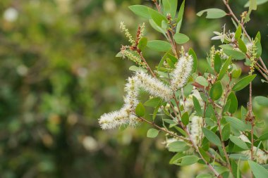 Bulanık arkaplanda Melaleuca quinquenervia çiçeğini kapat. (Bilimsel adı Melaleuca quinquenervia (Cav.) S.T.Blake)